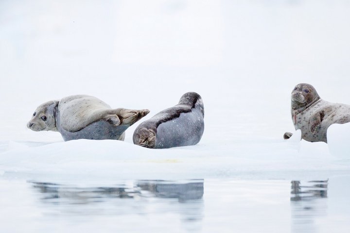 Robben in Alaska