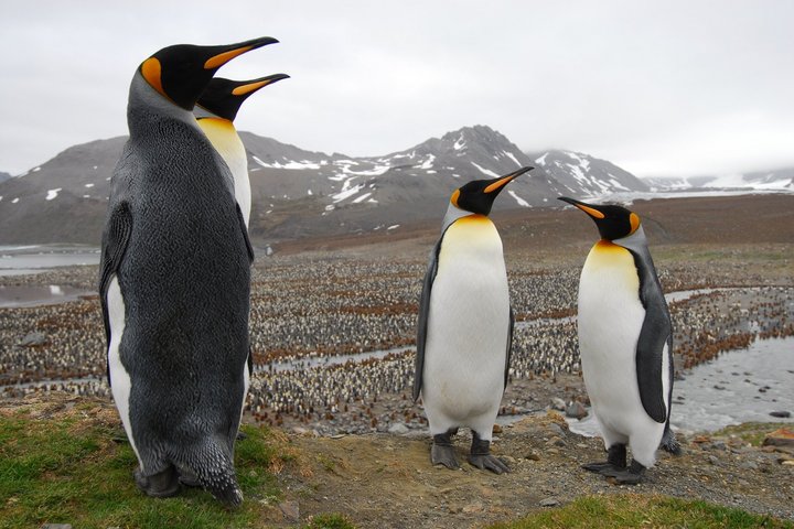 Königspinguine in Südgeorgien Königspinguine in Südgeorgien