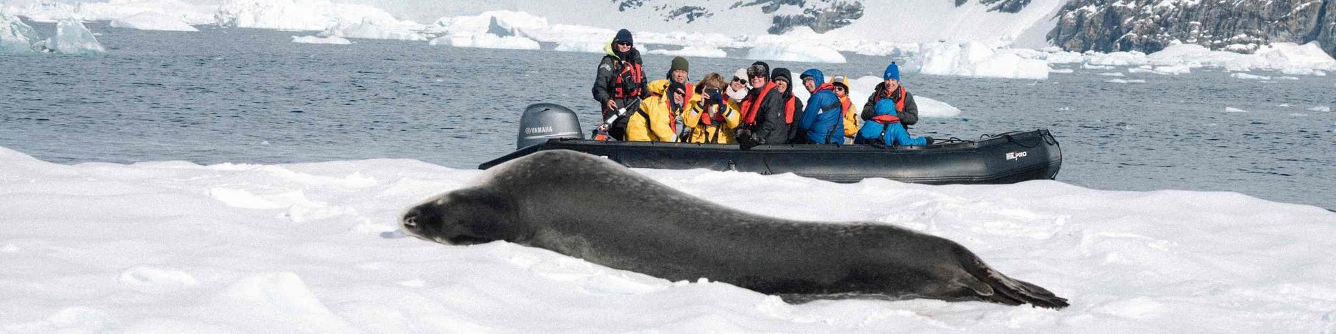 Robbe mit Zodiac in der Antarktis
