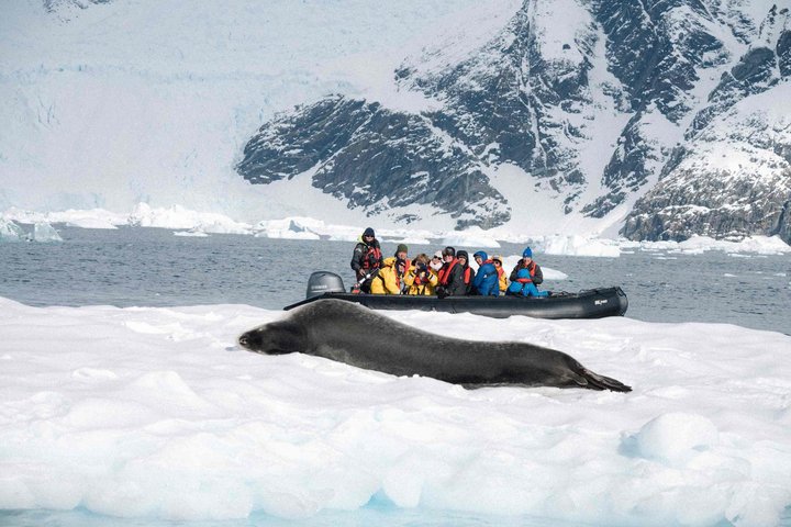 Robbe mit Zodiac in der Antarktis