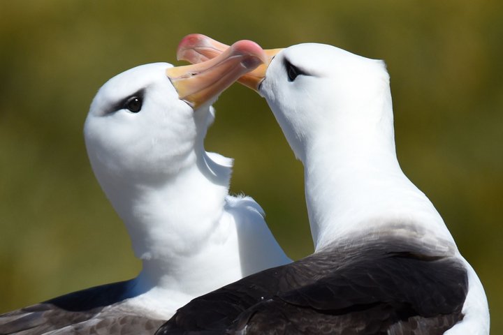 Albatrosse auf West Point, Falklandinseln