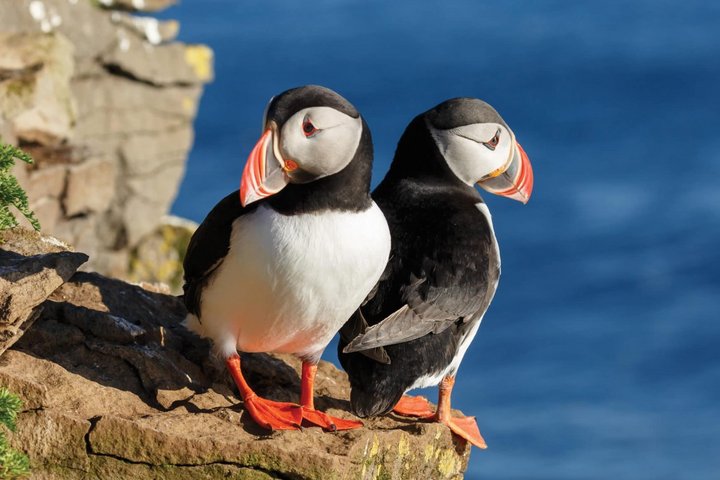 Papageientaucher auf Island