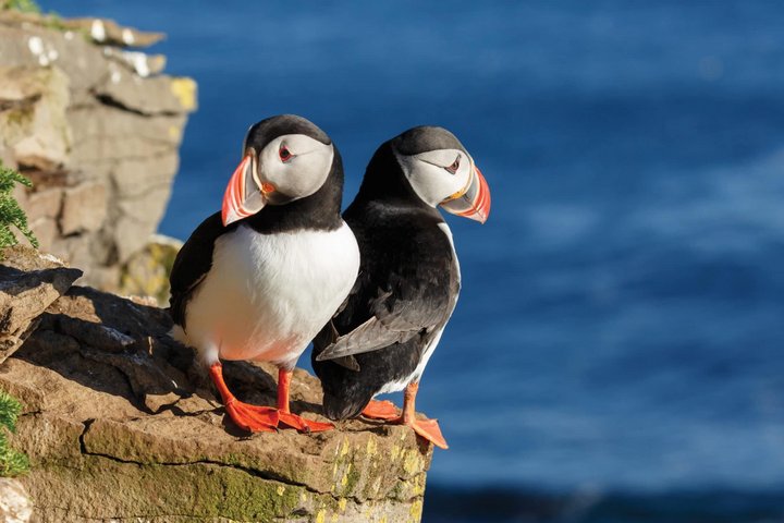 Papageientaucher in Island