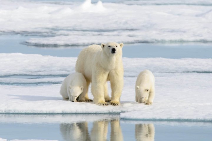 Eisbär mit Jungen auf Packeis Eisbär mit Jungen auf Packeis
