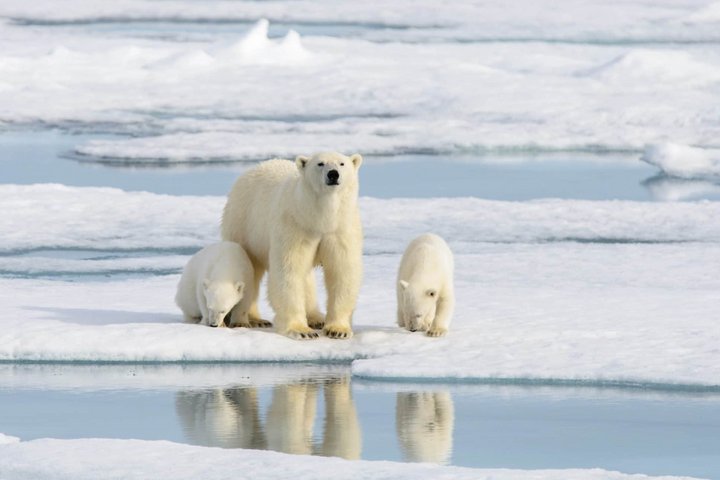 Eisbär mit Jungen auf Packeis Eisbär mit Jungen auf Packeis