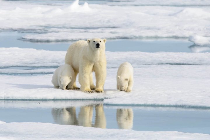 Eisbär mit Jungen auf Packeis