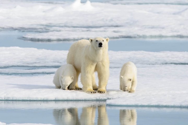 Eisbär mit Jungen auf Packeis