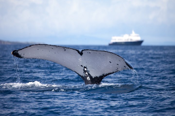 Walflosse vor der Safari Voyager