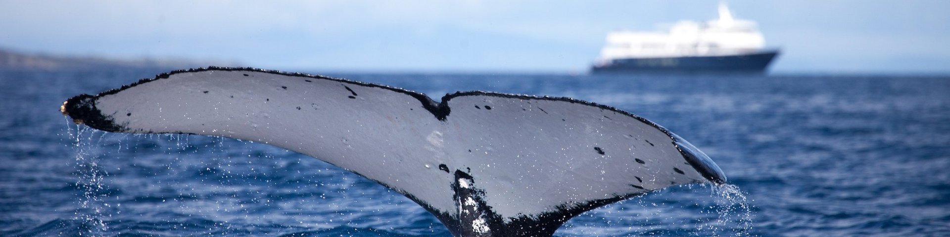 Walflosse vor der Safari Voyager