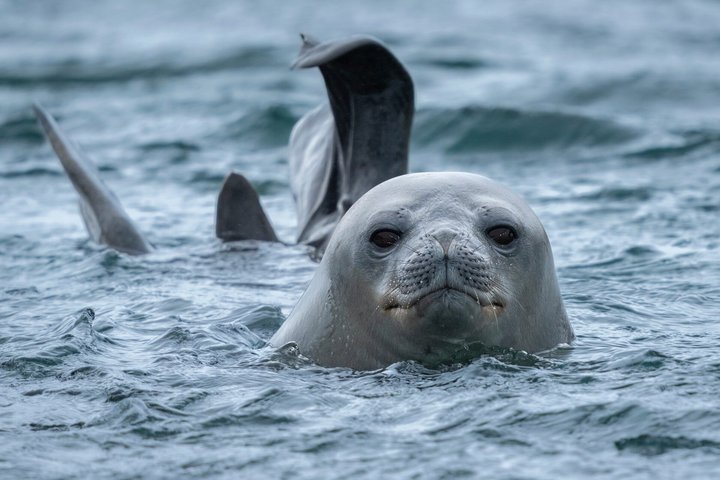 Junger Seeelefant im Wasser