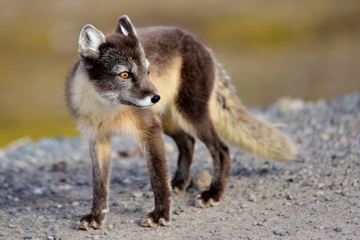 Polarfuchs auf Spitzbergen Polarfuchs auf Spitzbergen