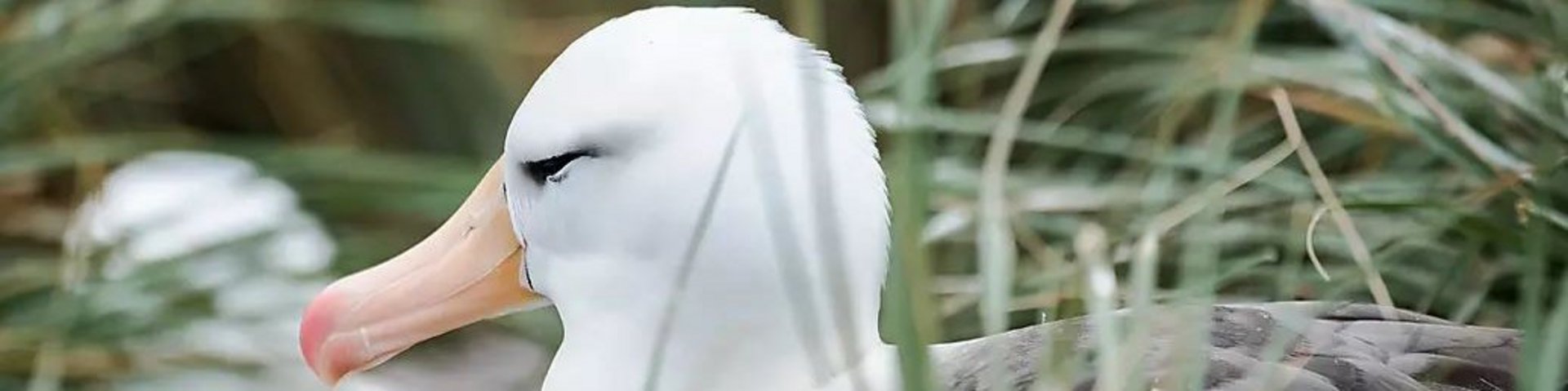 Albatros