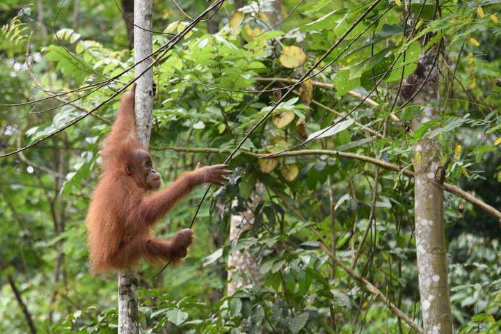 Sumatra-Orang-Utan Pongo abelii; Ramadhani; Rainforest School; Regenwaldschule; Klettertraining; Batu Mbelin; SOCP; Sumatra