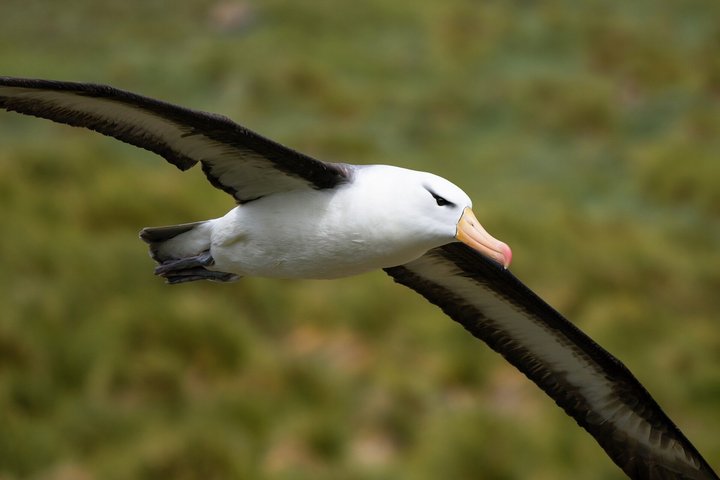 Fliegender Albatross