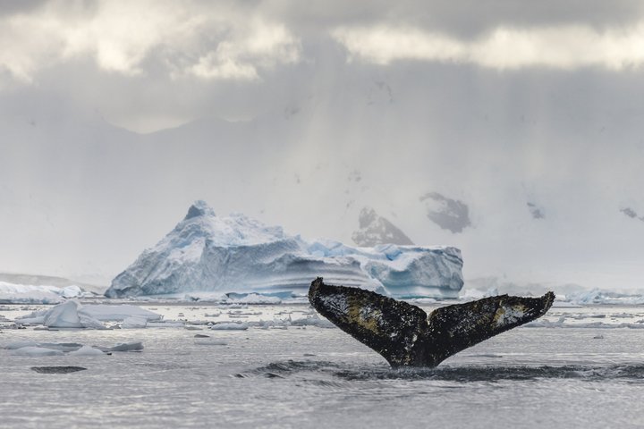 Schwanzflosse eines abtauchenden Wals in Antarktika