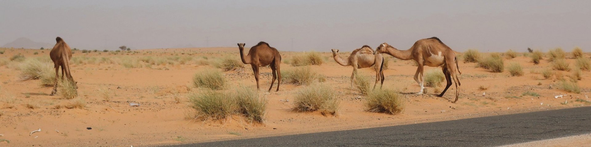 Dromedare in Mauretanien