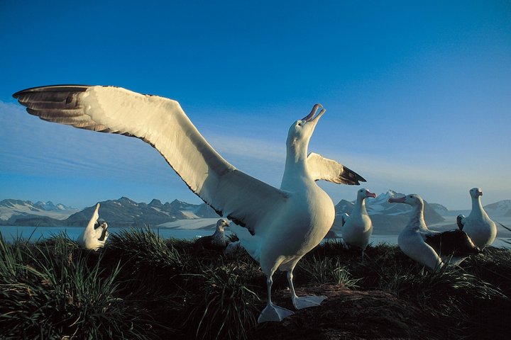 Ruhende Wanderalbatrosse an Land Ruhende Wanderalbatrosse an Land