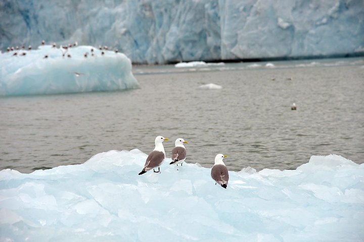 Möwen auf Spitzbergen