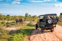 Elefanten beobachten auf einer Safari