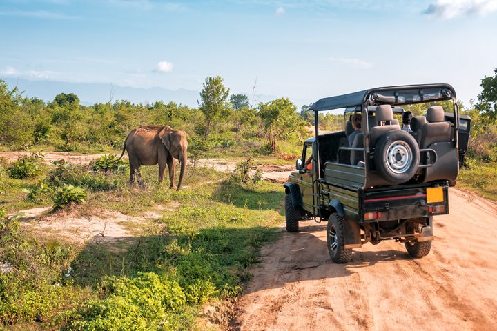 Elefanten beobachten auf einer Safari