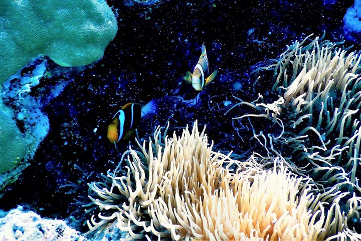 Budiduna Reef in der Südsee mit Clownfish - Bild Coral Expeditions