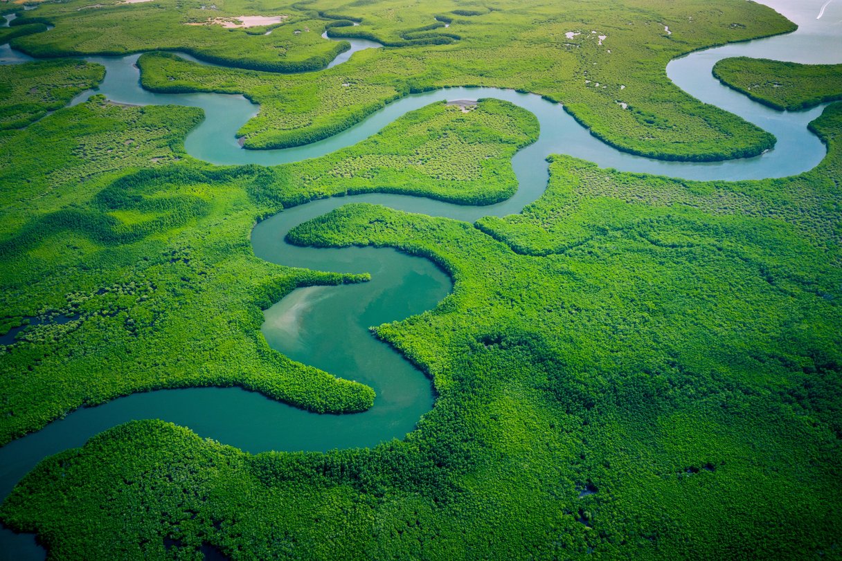 Gambia Mangroves Gambia Mangroves