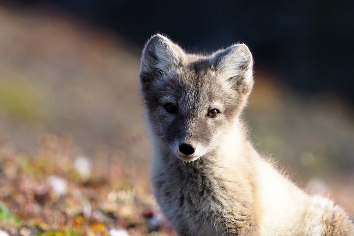 Polarfuchs – Faszinierende Tierwelt von Grönland