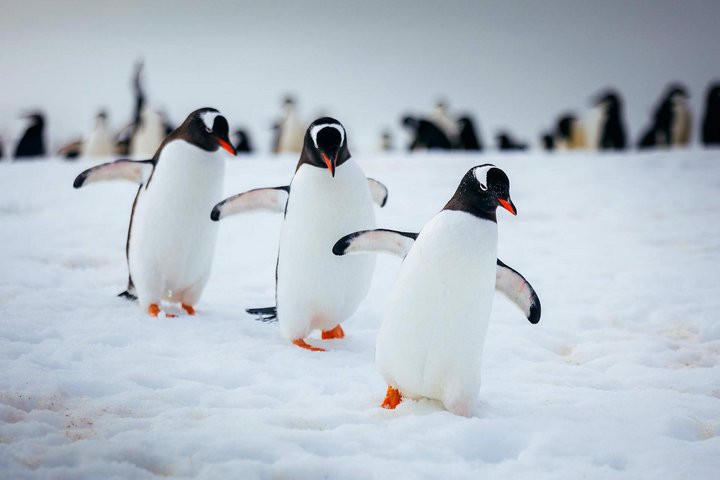 Pinguinkolonie