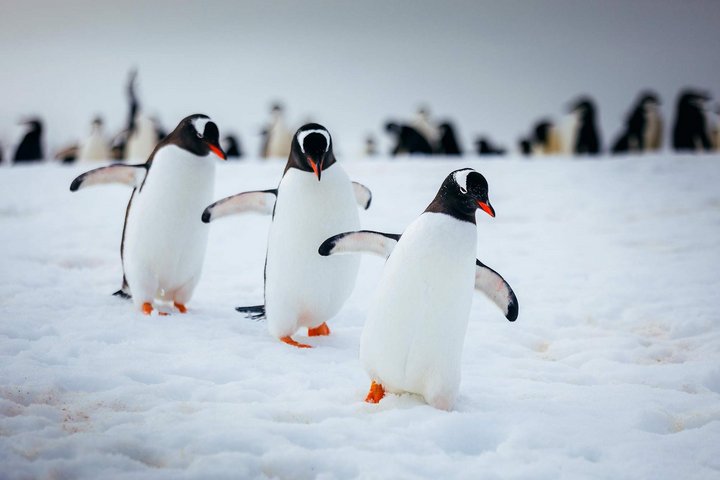 Pinguinkolonie