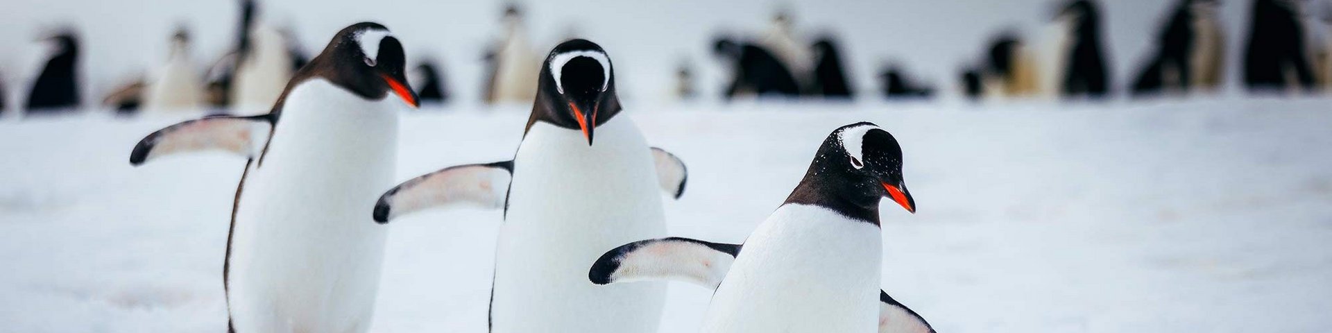 Pinguine ©David Merron