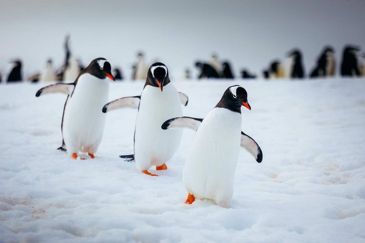 Pinguinkolonie