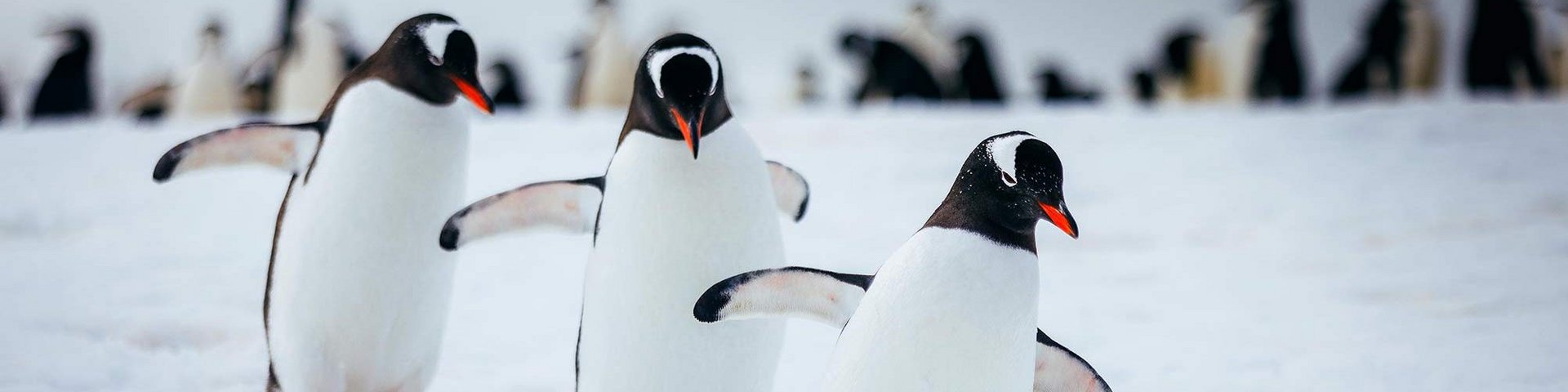 Pinguinkolonie