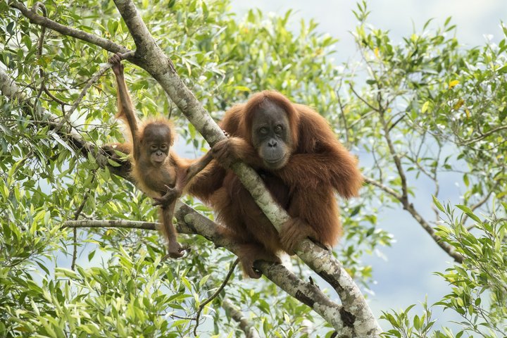 Sumatra-Orang-Utan Pongo abelii; Marconi und Sohn Masen; erste Nachzucht in Jantho 2017; Jantho; SOCP Marconi war einst das illegale Haustier eines Polizeioffiziers. Sie wurde 2011 in Jantho wiederangesiedelt, nachdem sie vom Team des Sumatra-Ora