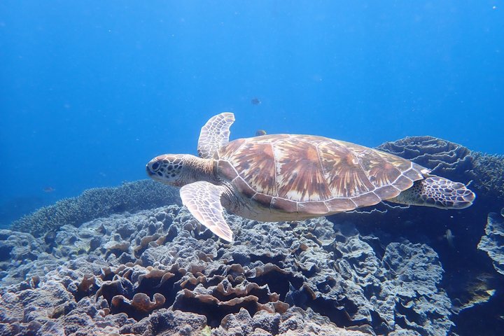 Schildkröte in Indonesien