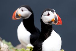 Papageientaucher auf Grimsey