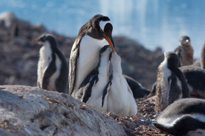 Eselspinguine in Antarktika