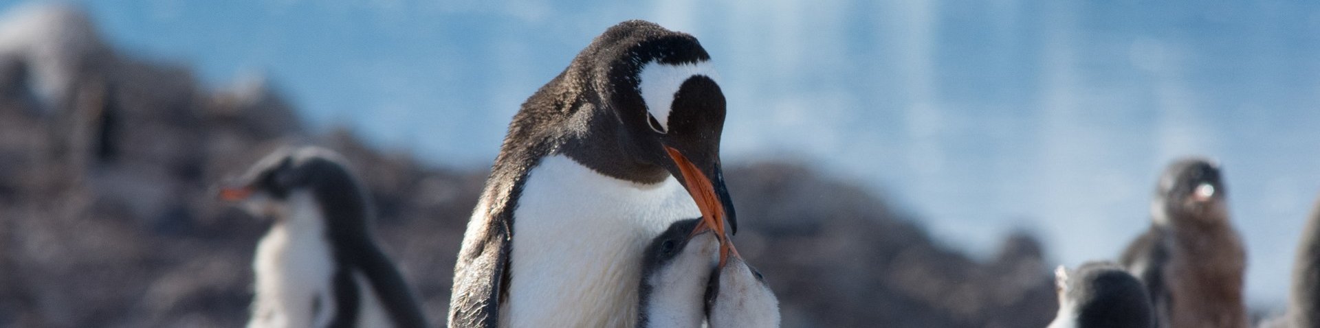 Eselspinguine in Antarktika
