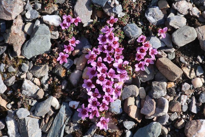 Steinbrecherli auf Spitzbergen