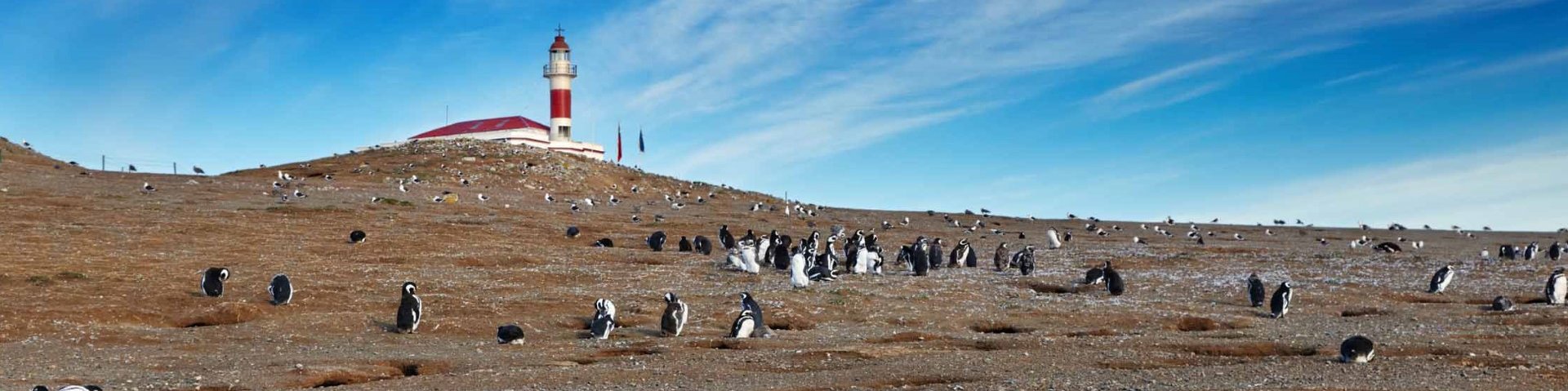 Magellan Pinguine in der Magellanstrasse