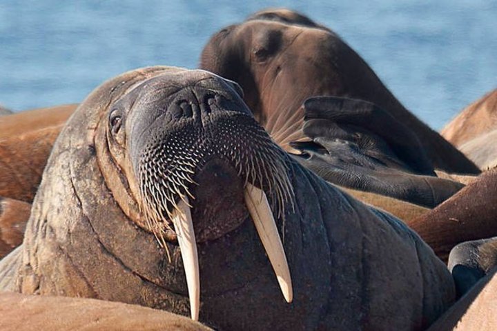 Walrosse auf Spitzbergen Walrosse auf Spitzbergen
