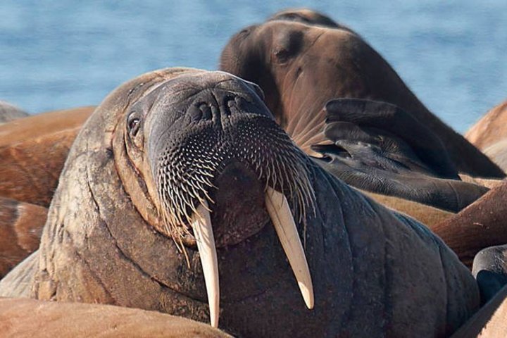 Walrosse auf Spitzbergen