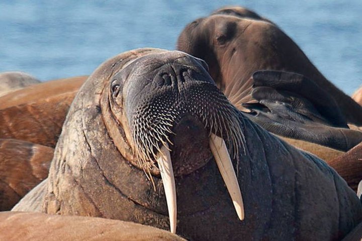 Walrosse auf Spitzbergen