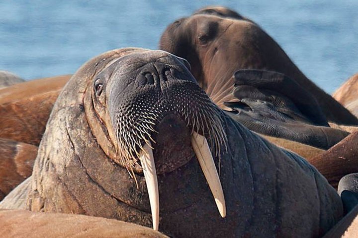 Walrosse auf Spitzbergen