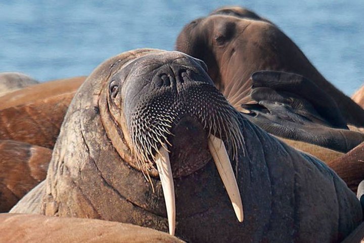 Walrosse auf Spitzbergen Walrosse auf Spitzbergen