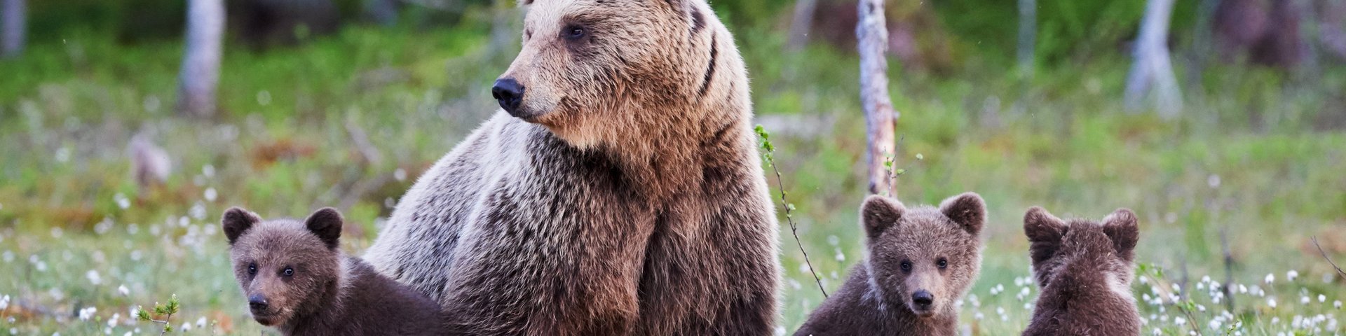 Bären sind auch im Süden von Alaska zuhause