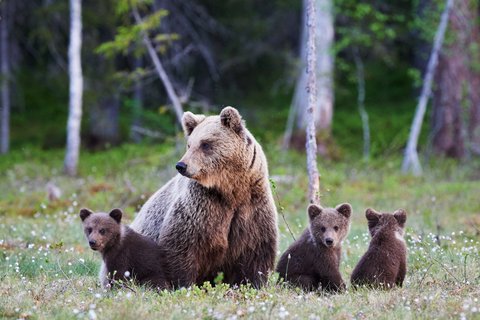 Bären sind auch im Süden von Alaska zuhause