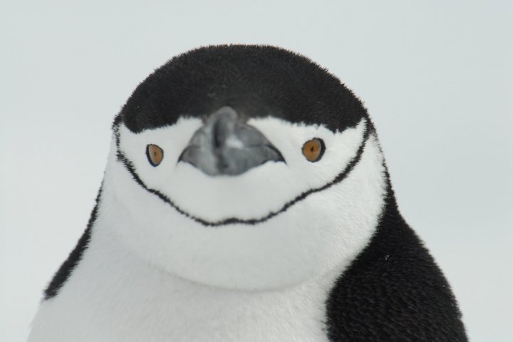 Zügelpinguin Gesicht eines Zügelpinguins