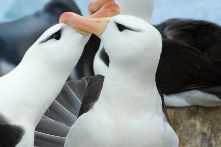Albatrosse