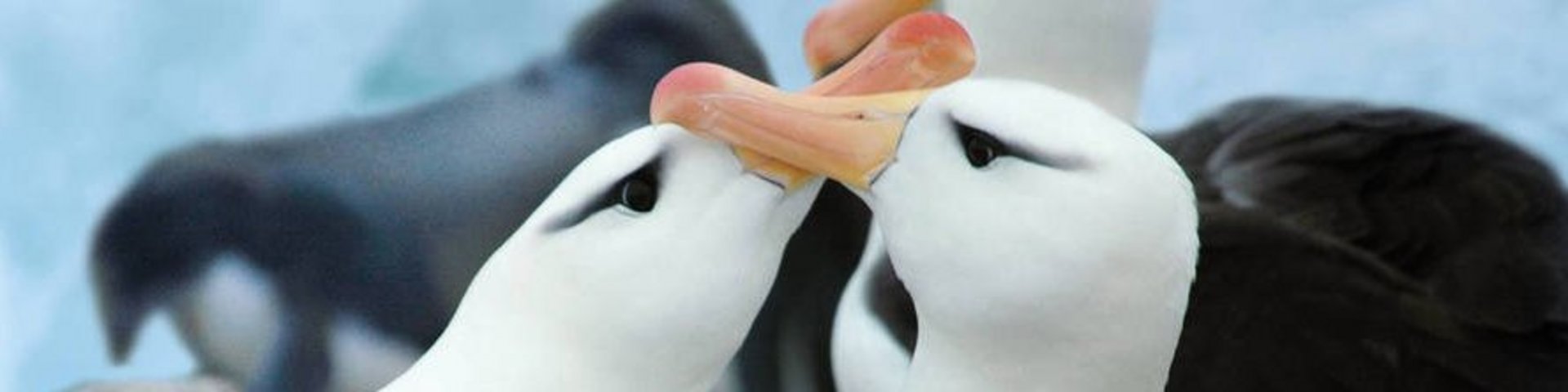 Albatrosse Albatrosse