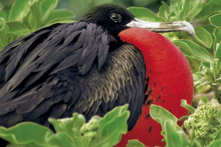 Fregattvogel in Ecuador